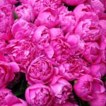 peonies, rome, market-772217.jpg