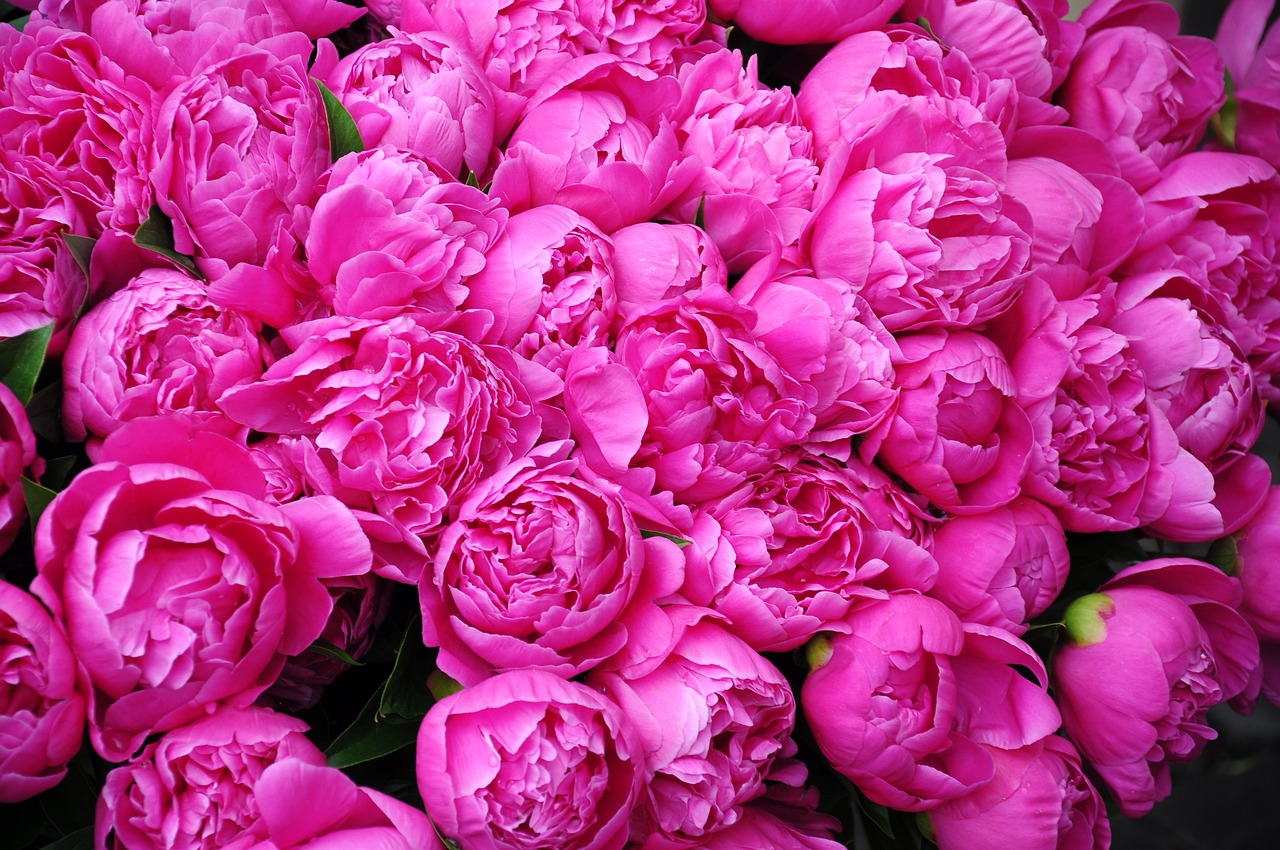 peonies, rome, market-772217.jpg