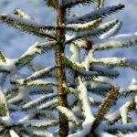 winter, christmas tree, iglak-3914681.jpg